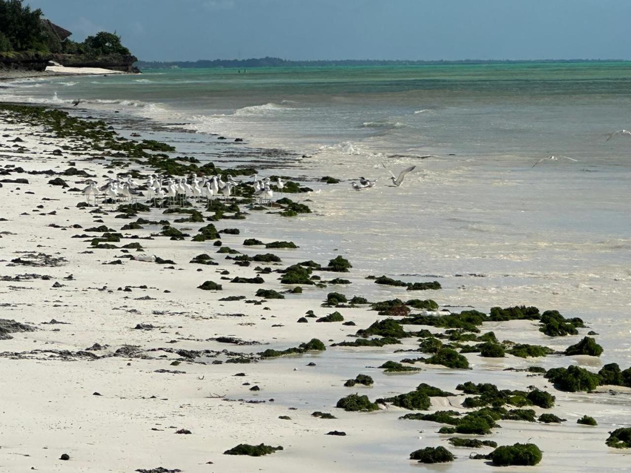Villa Serenity, Tanzania Unforgettable Paje Zewnętrze zdjęcie